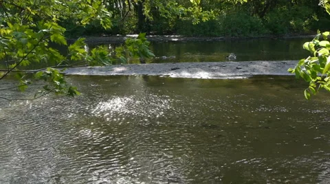 Tree and Leaves in the breeze Stock-Footage 5090692