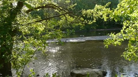 Tree and Leaves in the breeze Stock-Footage 5090702