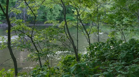 Tree and Leaves in the breeze Stock-Footage 5090712