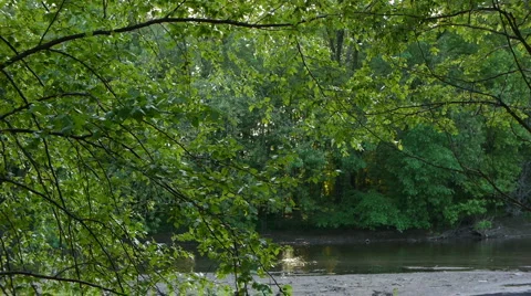 Tree and Leaves in the breeze Video stock 5090724