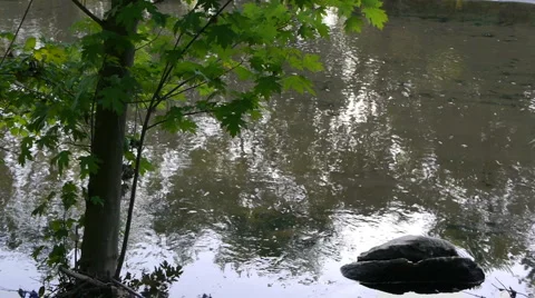 Tree and Leaves in the breeze Stock-Footage 5090732