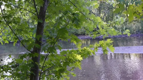 Tree and Leaves in the breeze Stock-Footage 5090742
