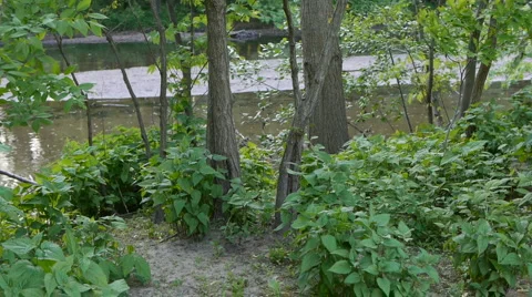 Tree and Leaves in the breeze Stock-Footage 5090752