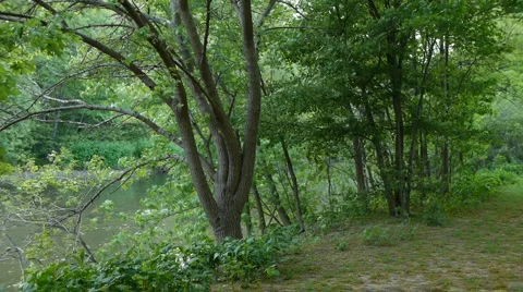Tree and Leaves in the breeze Stock Footage