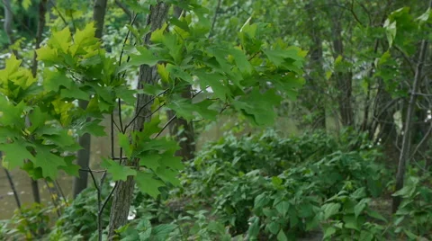 Tree and Leaves in the breeze Stock Footage