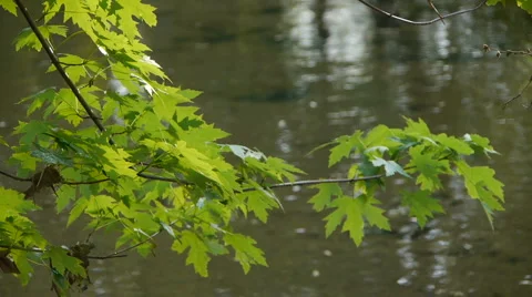 Tree and Leaves in the breeze Stock-Footage 5090776