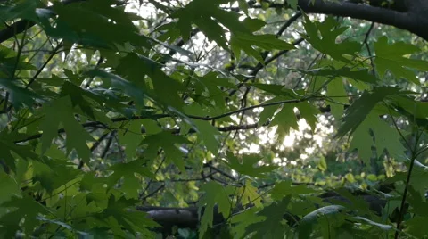 Tree and Leaves in the breeze 스톡 동영상 5090796