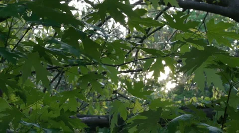 Tree and Leaves in the breeze Video stock 5090818