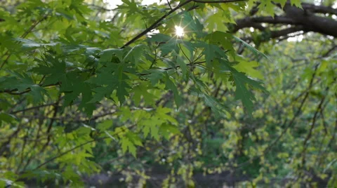 Tree and Leaves in the breeze Video stock 5090824