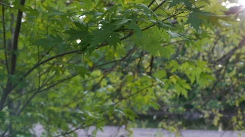 Tree and Leaves in the breeze Stock-Footage 5090826