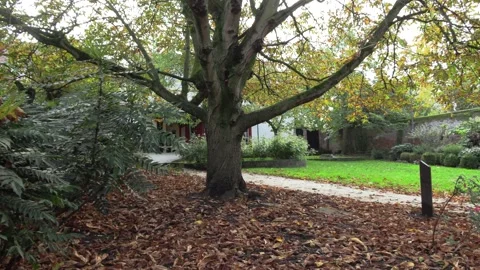 Tree and leaves Vídeos de archivo 269984779