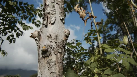 Tree and leaves in the summer Stock Footage 165747627
