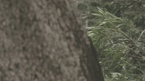 Tree and leaves transition Vidéo 142259947