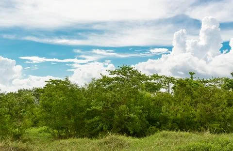 Tree and meadow Stock Photos