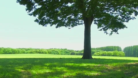A Tree and the Midday Meadow Video stock 327568143