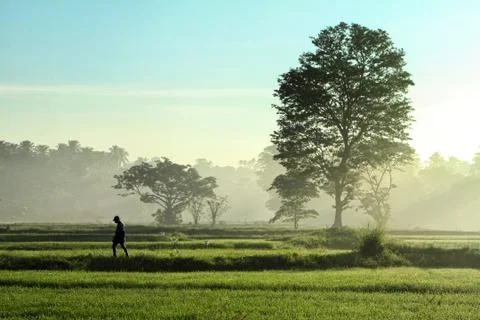 Tree and mist 库存照片