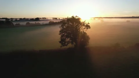 Tree and Mist Sunrise Stock Footage 171870372