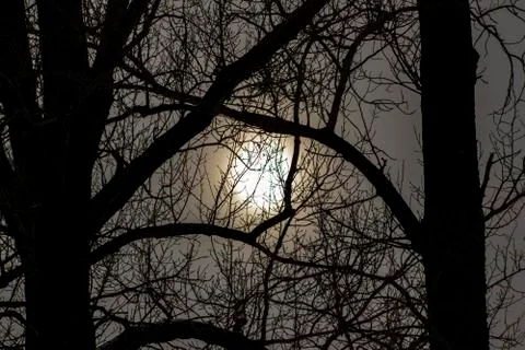 Tree and moon at dusk. Stock Photos