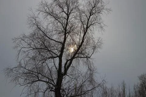 Tree and moon at dusk. Stock Photos