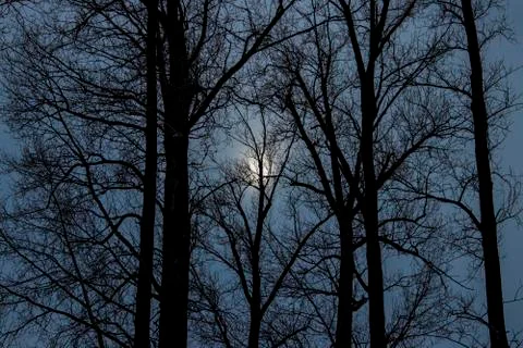 Tree and moon at dusk. Stock Photos