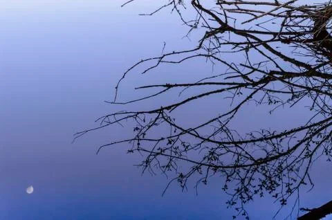 Tree and Moon Stock Photos