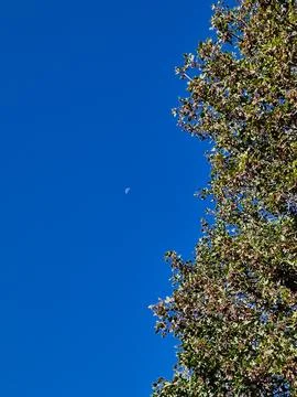 Tree and the moon Stock Photos