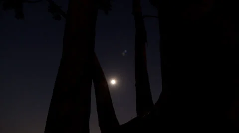 Tree and moon timelapse Stock Footage 32240027