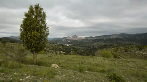 Tree and Morella landscape Stock Footage 64016895