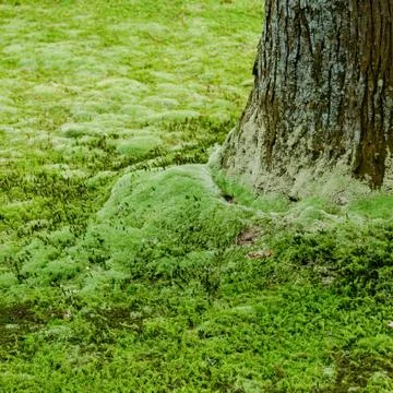 Tree and moss Stock Photos