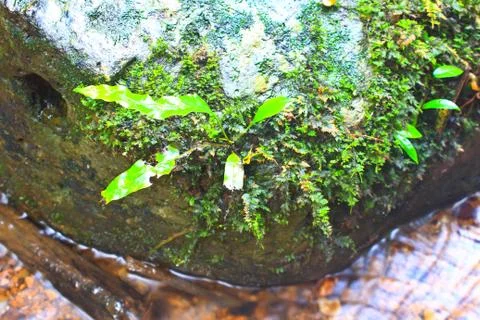 Tree and moss on stone in stream 스톡 사진