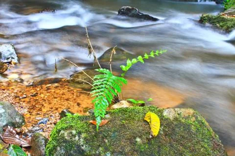 Tree and moss on stone in stream Stock Photos