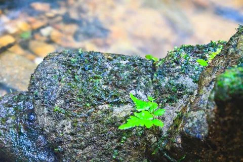 Tree and moss on stone in stream Foto stock