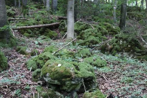 Tree and mossy stone Stock Photos