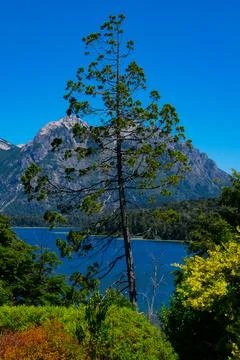A tree and the Mount Lopez Stock-Fotos