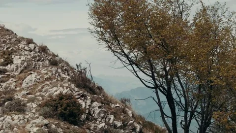 A tree and a mountain in the Alps Video stock 69162014