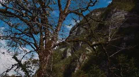 Tree and mountain Stock Footage 68018503