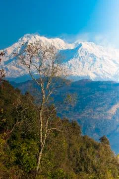 Tree and Mountain 스톡 사진