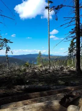 The tree and the mountain rage behind. Stock Photos