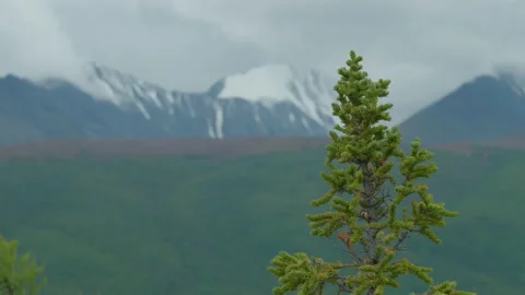 Tree and mountains 스톡 동영상 163830581