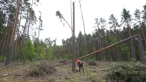 Tree and nature. People at work. Stock Footage 336862284