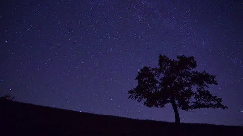 Tree and night sky Stock Footage 82539524