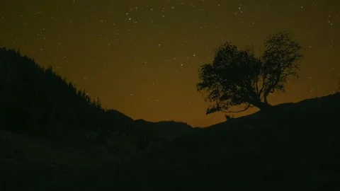Tree and night sky Video stock 153755002