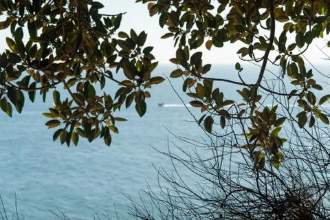 Tree and the ocean Stock Photos