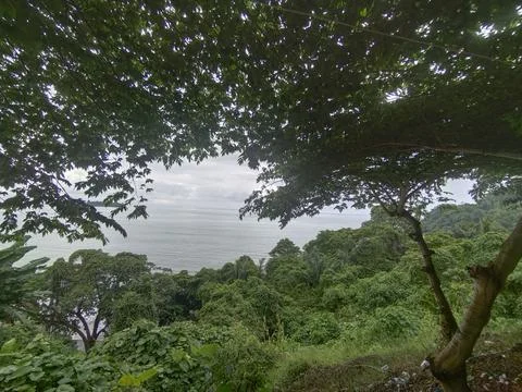 Tree and ocean Stock Photos