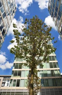 Tree and office blocks Stock Photos