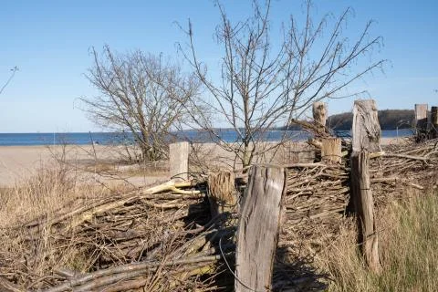 Tree and old abandoned hedge on a beach by the sea Stock Photos