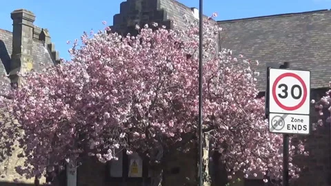 Tree and an old building Stock Footage 92377640