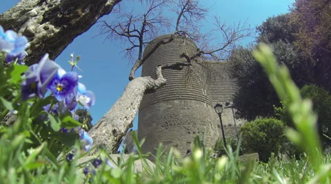 Tree and Old Tower Stock Footage 49288791