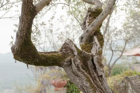 Tree and olive branches Stock Photos
