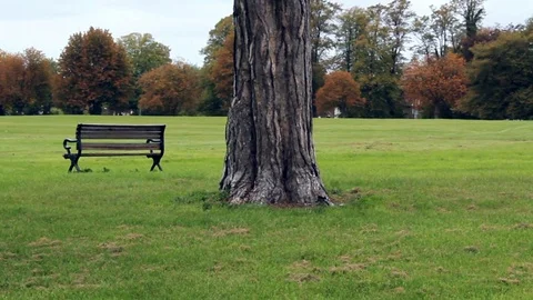 Tree and park bench. Stock Footage 79171546
